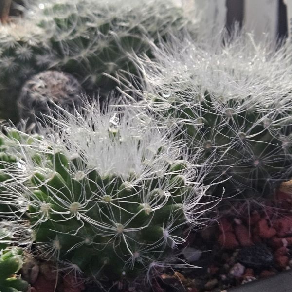 Mammillaria scheinvariana